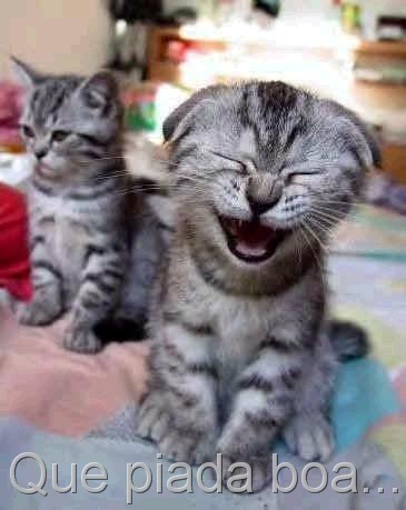 [1211069074_3_FT18603_gatinho_rindo[11].jpg]