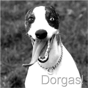 [animais engraçados4[8].jpg]