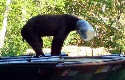 Animal-Get-Amazingly-Stuck-11