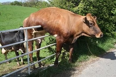 Animal-Get-Amazingly-Stuck-1