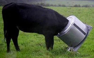 [Animal-Get-Amazingly-Stuck-3[6].jpg]