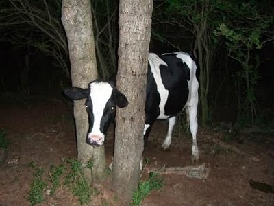 Animal-Get-Amazingly-Stuck-4
