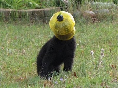 Animal-Get-Amazingly-Stuck-8