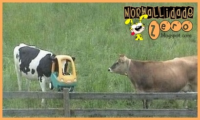 Animal-Get-Amazingly-Stuck-9