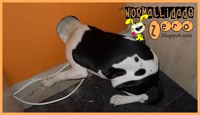 Animal-Get-Amazingly-Stuck-13