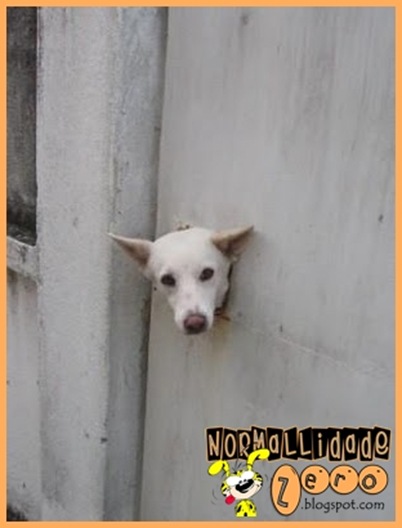 Animal-Get-Amazingly-Stuck-17