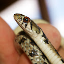 Checkered Garter Snake