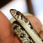 Checkered Garter Snake