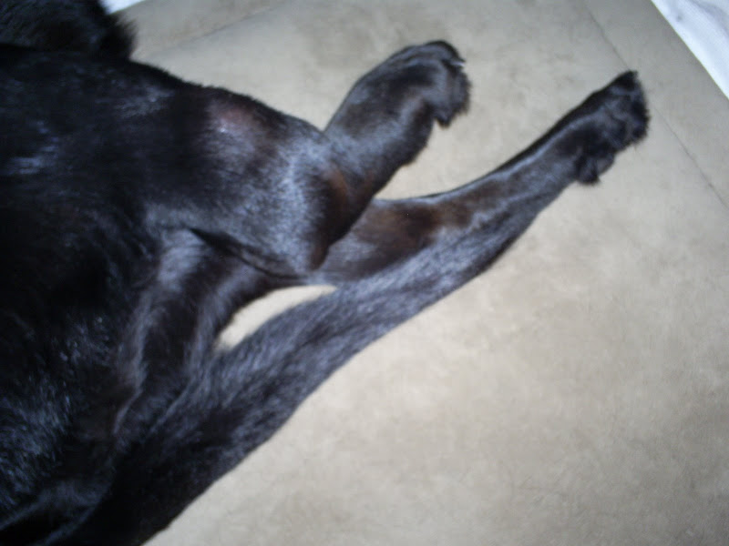 dog leg tumor before amputation