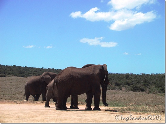 elefanter på vejen