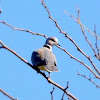 Ring-necked (Cape Turtle) Dove