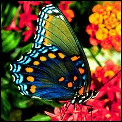 Cópia de borboleta11