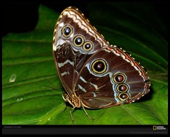 morpho-butterfly-laman-401168-xl