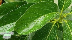 Benefícios da folha de abacate