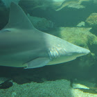 Shark