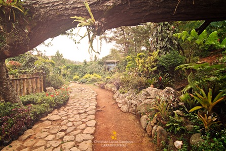 The Paths Along the Baguio Orchidarium