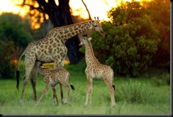 young-african-wildlife-safari-2-young-giraffe-w-michael-poliza-b