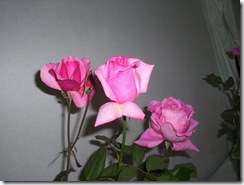 3 rose