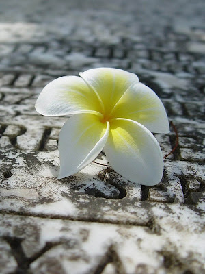 best wallpaper for ipad. Apple-Ipad-Wallpapers (26).jpg