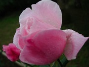 rosas (4)