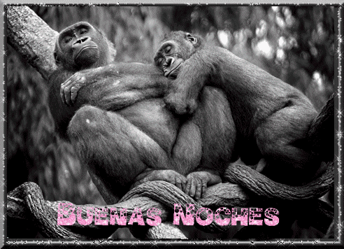 [buenas noches (12)[2].gif]