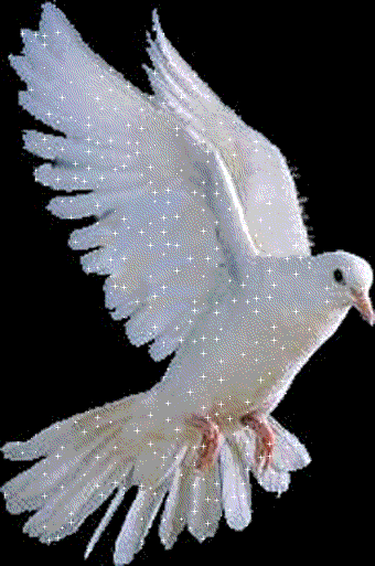gif  brilos de palomas blancas