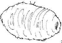 ciclo de los gusanos de seda www.colorear (2)