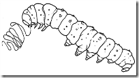 ciclo de los gusanos de seda www.colorear (3)