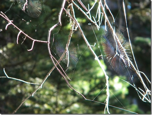 a beautifully laced spiders web in the morning sun