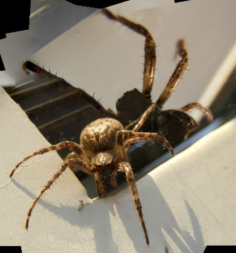  Walnut Orb-Weaver Spider (Nuctenea umbratica), pók, keresztespók, Lágymányosi híd   