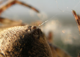  Walnut Orb-Weaver Spider (Nuctenea umbratica), pók, keresztespók, Lágymányosi híd   