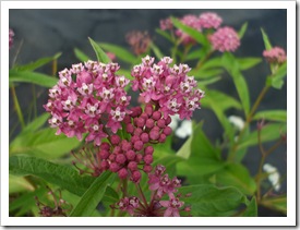 DSCF1461