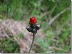 DSCF1206