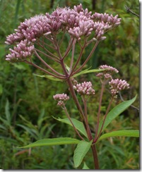 DSCF1629