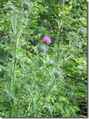DSCF1752