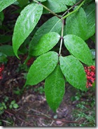 DSCF2768