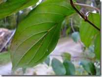 DSCF0527