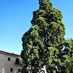 17b SEQUOYA MILENARIA en patio abadía de Silos.jpg