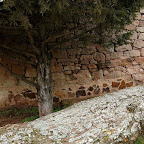 mataviejas roble fosilizado.jpg
