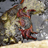 Zombie Crab or Red Crab