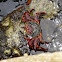 Zombie Crab or Red Crab