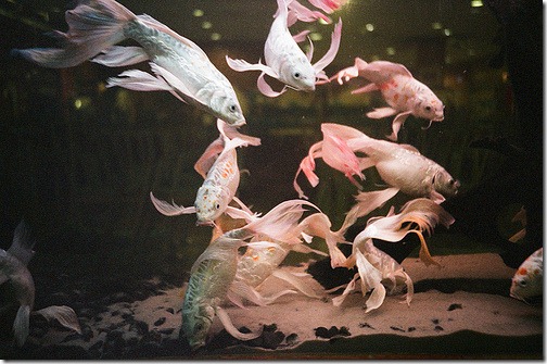 more freak show foto arte peixes fish (8)