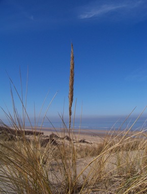 dunes