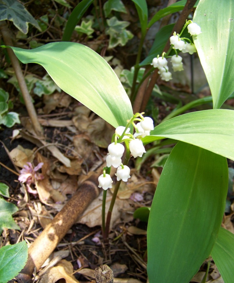 [muguet[4].jpg]