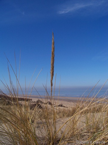 [dunes[6].jpg]
