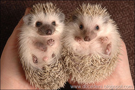 BNPS.co.uk (01202 558833)<br />Pic: Phil Yeomans<br />Pedigree Pygmy Hedgehogs are taking the pet world by storm - with over a years waiting list & people travelling over 500 miles to buy one, demand is outstripping supply for the cute but prickly mammals.<br />6 week old baby hog's.
