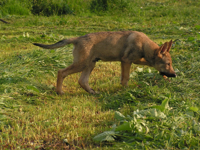 PICT0098.JPG