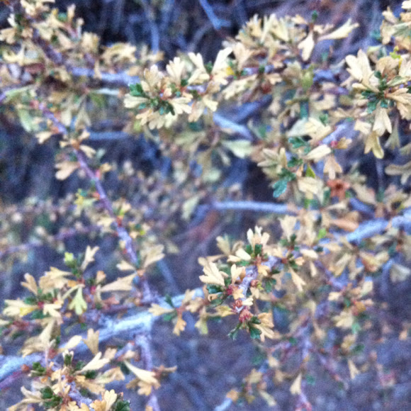 Bitter brush Project Noah