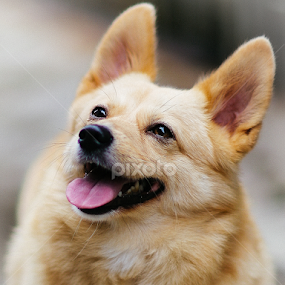 Miko by Wei Fuk Lie - Animals - Dogs Portraits