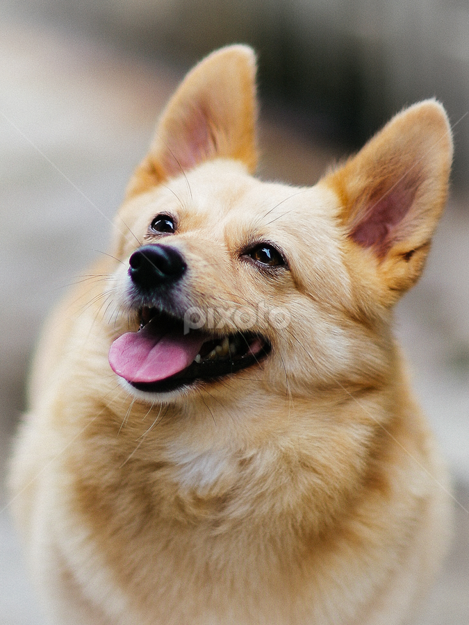 Miko by Wei Fuk Lie - Animals - Dogs Portraits